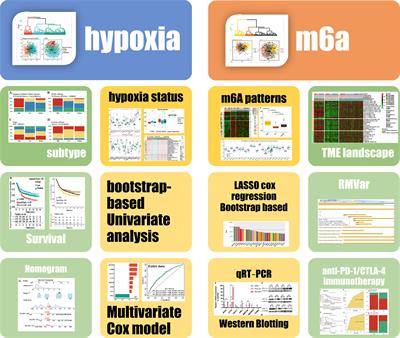 The Hypoxic Landscape Stratifies Gastric Cancer Into 3 Subtypes With Distinct M6a Methylation and Tumor Microenvironment Infiltration Characteristics